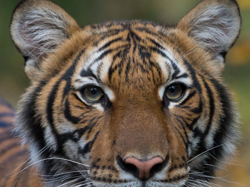 tigre dello zoo del Bronx