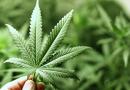 Una botola segreta nascondeva una serra di marijuana!