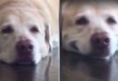 Donna chiede al suo cane di sorridere e questa è la sua reazione
