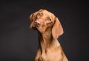 Cose straordinarie che non sai sul cane