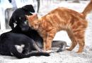 Litigare come cane e gatto: cosa c’è di vero?
