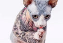 In vendita le “maniche con i tatuaggi” per il tuo gatto!