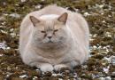 Quando il gatto sale sulla bilancia