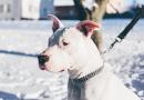 Porto a spasso il cane: sì, ma come?