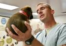 Il veterinario di fiducia: come sceglierlo?
