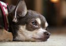 Il cane non mangia più: perché?