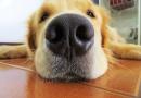 Il cane prende l’influenza?