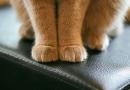 L’importanza di una buona manicure