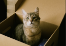 Spediscono per sbaglio il gatto con Amazon
