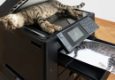 Gatto imbalsamato in una fotocopiatrice, quando l’arte fa polemica
