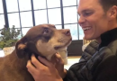 Tom Brady fa clonare la sua cagnolina scomparsa