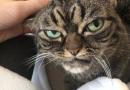 L'erede di “Grumpycat” è arrivato e sembra più arrabbiato del suo defunto predecessore!