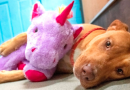 Si innamora di un unicorno e tenta di rubarlo per 5 volte di seguito