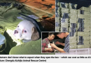 Cani e gatti inscatolati vivi in Cina