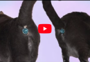 Arriva il copri ano per gatti