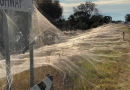 Una coltre di ragnatele copre una intera regione australiana