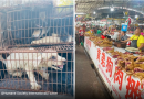 Yulin, l'orrore che non si ferma mai