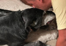 Abbandonano il cane perché ha il cancro