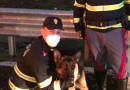 Abbandonato in autostrada, ha già trovato famiglia