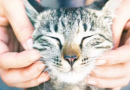 Massaggi le orecchie al tuo gatto?