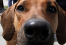 Lascia il cane in auto e va in piscina
