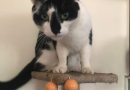 Gatto torna con palline anali in bocca

