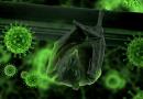 Piano per infettare i pipistrelli con il Covid
