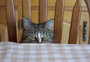 Il mio gatto rovescia tutto: perché?