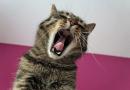 Anche il gatto si stressa: attenzione a questi segnali
