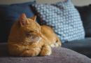 Quando il gatto non ci vuole