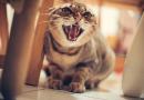 Logica felina, ovvero capire le pazzie del gatto