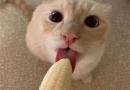 Gatto ossessionato dalle banane diventa virale nel web per via delle foto inappropriate!