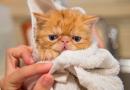 Si può lavare il gatto?