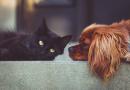 Pulire casa senza avvelenare cane o gatto
