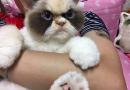 Trovato il nuovo Grumpy Cat che sostituisce il suo defunto predecessore!