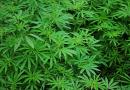 Legalizzare la cannabis: cosa succede in Italia