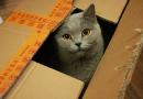 Gatti e scatole, un amore senza fine
