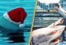 Santa Jaws: un film dove uno squalo assassino indossa un cappello natalizio