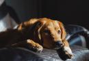 I nostri cani ci giudicano, sappiatelo!