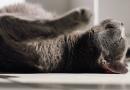 Quando il gatto va d’accordo con lo yoga