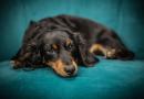 Il farmaco che allunga la vita dei cani
