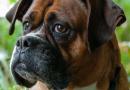 Le dipendenze del cane