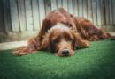 Divorzio, e Fido con chi resta?