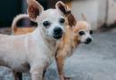 Coppia di chihuahua terrorizza cittadina inglese
