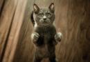 Attenzione a come giocate con il gatto!