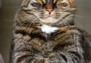 Perché il gatto ci fa l'occhiolino o socchiude gli occhi?