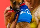 Cosa pensa di noi il nostro cane?
