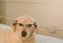 Quanti anni ha davvero il vostro cane?