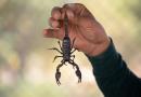 Invasione di scorpioni, oltre 500 feriti