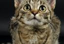 Cani e gatti vedono i fantasmi?